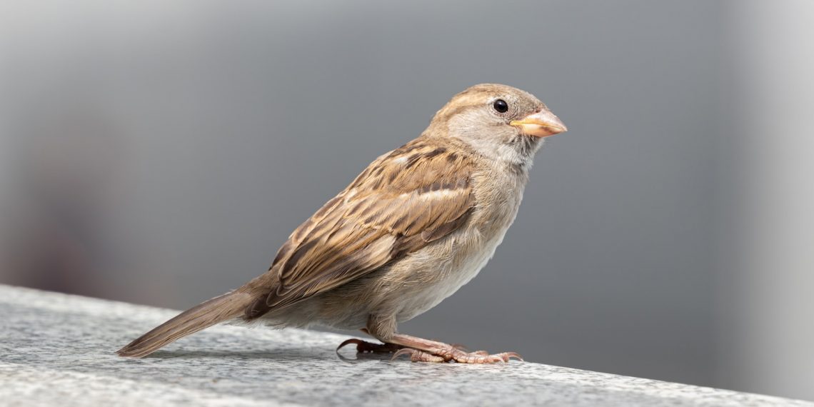 Le moineau domestique