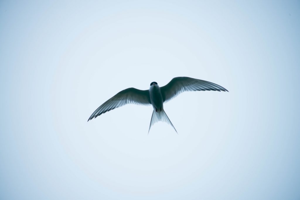 oiseau qui porte bonheur