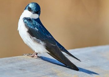 hirondelle
