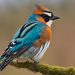 guide d'identification des oiseaux